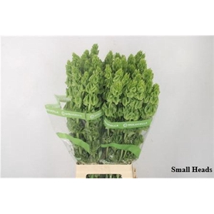 Moluccella Stuk