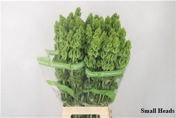 <h4>Moluccella Stuk</h4>