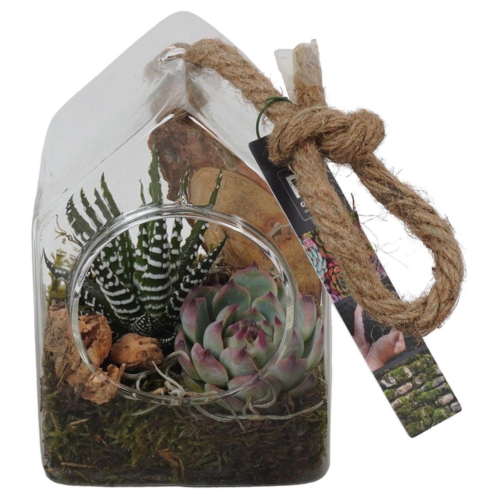 <h4>PTGIG2109 Arrangement Greens in glass in glazen huisje</h4>