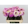 Dahlia Luca Johanna