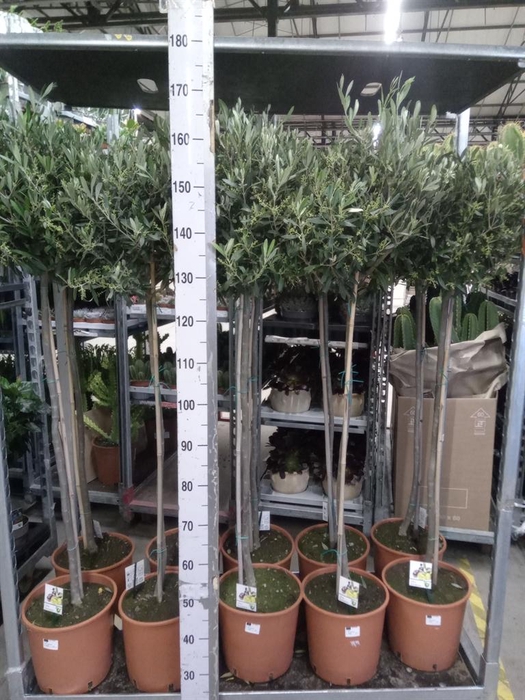 <h4>Olea europaea</h4>