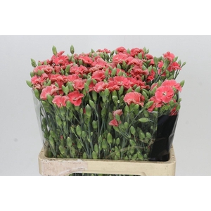 Dianthus Sp Solomio Cas