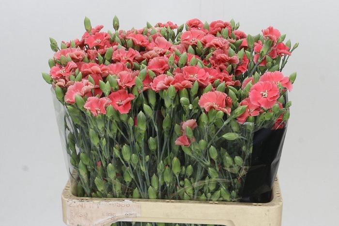 <h4>Dianthus Sp Solomio Cas</h4>
