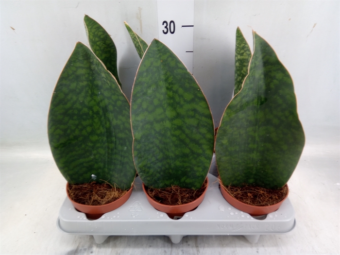 <h4>Sansevieria grandis</h4>