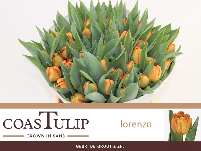 <h4>TU DU LORENZO</h4>