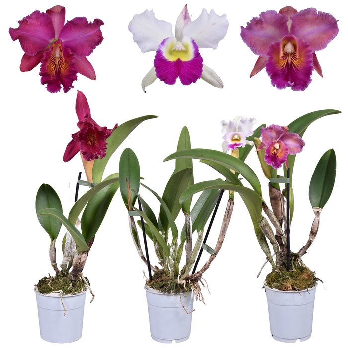 <h4>Cattleya grootbloemig mix 1 tak 1 knop 12 cm</h4>