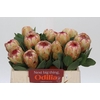 Protea Grandicolor