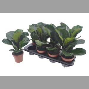 FICUS LYRATA BAMBINO