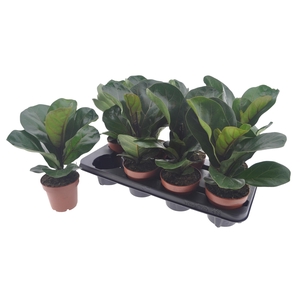 FICUS LYRATA BAMBINO
