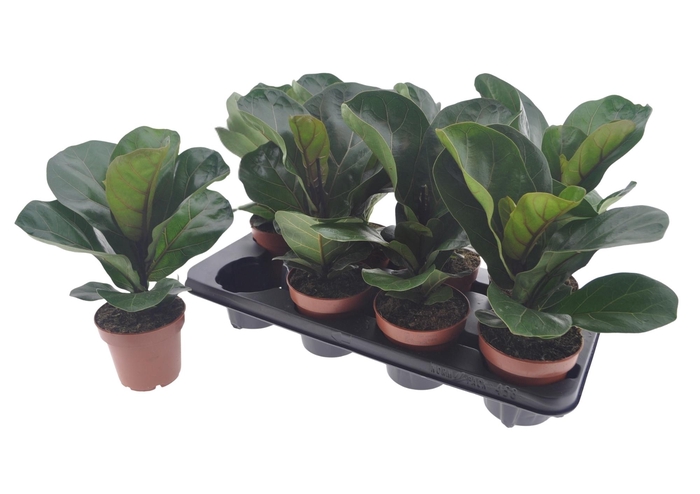 <h4>FICUS LYRATA BAMBINO</h4>