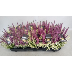 Calluna vulg. 'Beauty L CCrow' ..mx