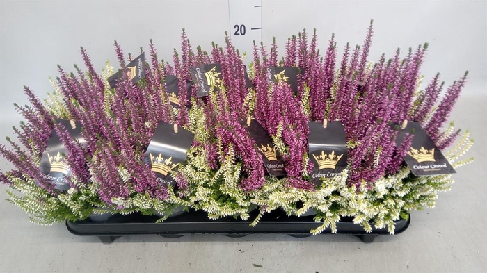 <h4>Calluna vulg. 'Beauty L CCrow' ..mx</h4>