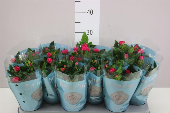 <h4>Rosa Jewel Paars</h4>