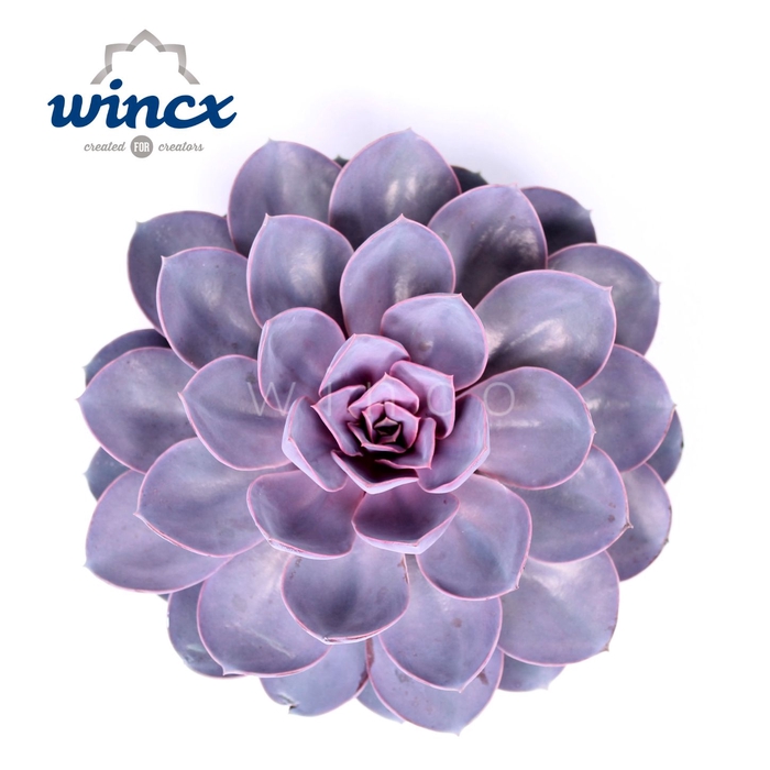 <h4>ECHEVERIA PURPLE PEARL CUTFLOWER WI</h4>