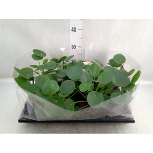 Pilea peperomoides