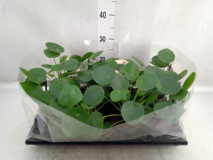 Pilea peperomoides