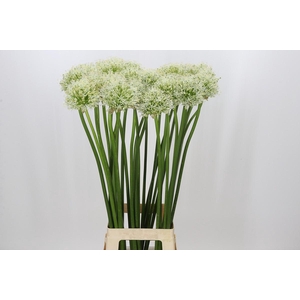 Allium Mount Everest