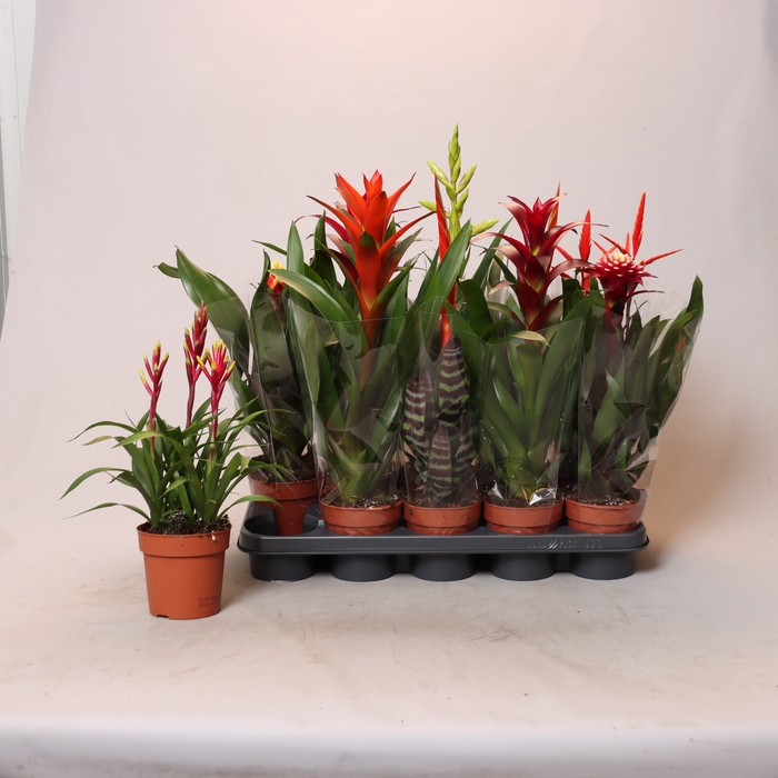 BROMELIA GEM