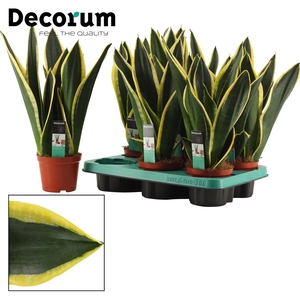 Sansevieria Night Shade 12 cm (Decorum)