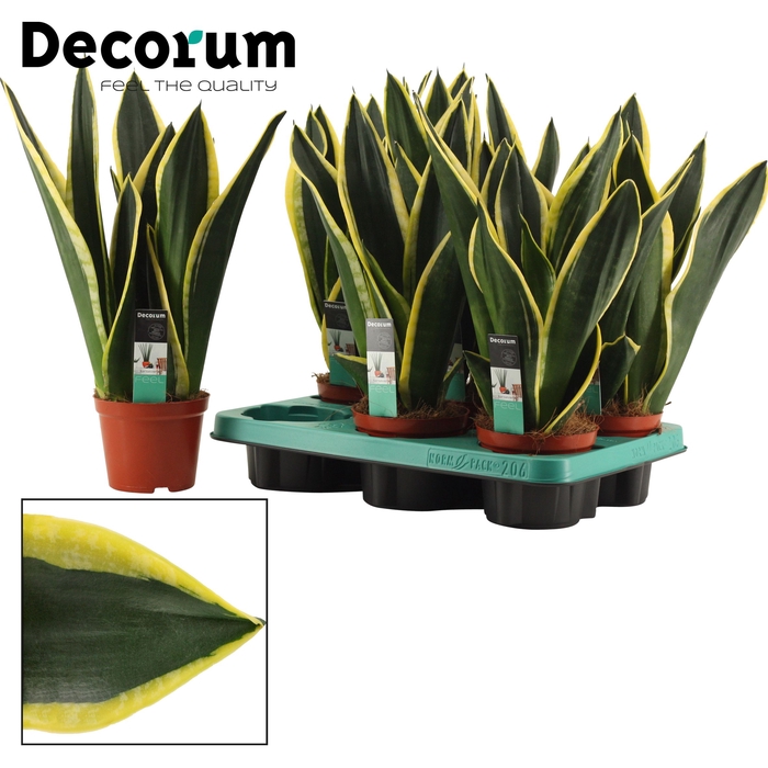 <h4>Sansevieria Night Shade 12 cm (Decorum)</h4>