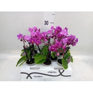 Phalaenopsis   ...mini