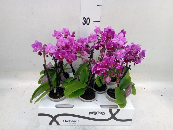 <h4>Phalaenopsis   ...mini</h4>