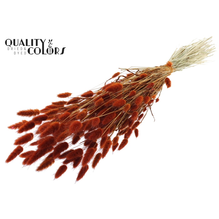 <h4>Lagurus per bunch Terracotta</h4>