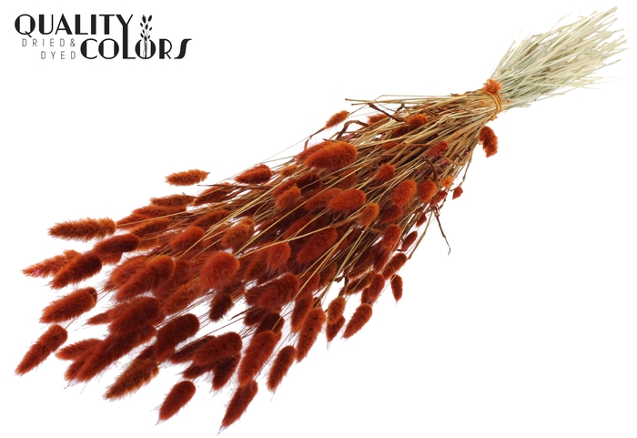 <h4>Lagurus per bunch Terracotta</h4>