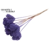 Luffa Heart on stem Milka