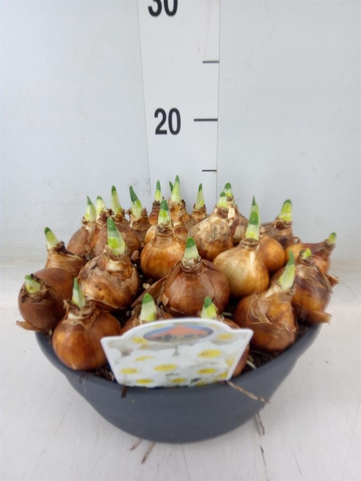 <h4>Narcissus   ...</h4>