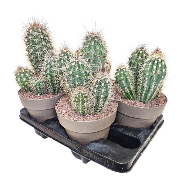 <h4>PACHYCEREUS PRINGLEI - POT Ø 16- (CACTUS)</h4>