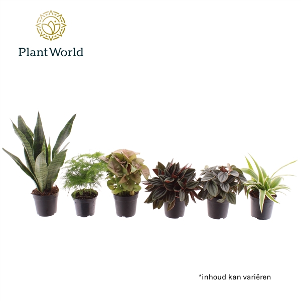 <h4>Kamerplant Mix Keen on Green</h4>