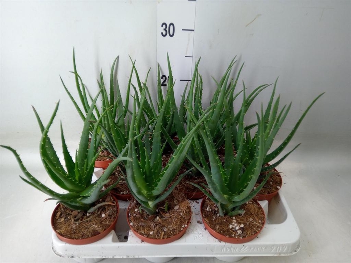 <h4>Aloe arborescens</h4>