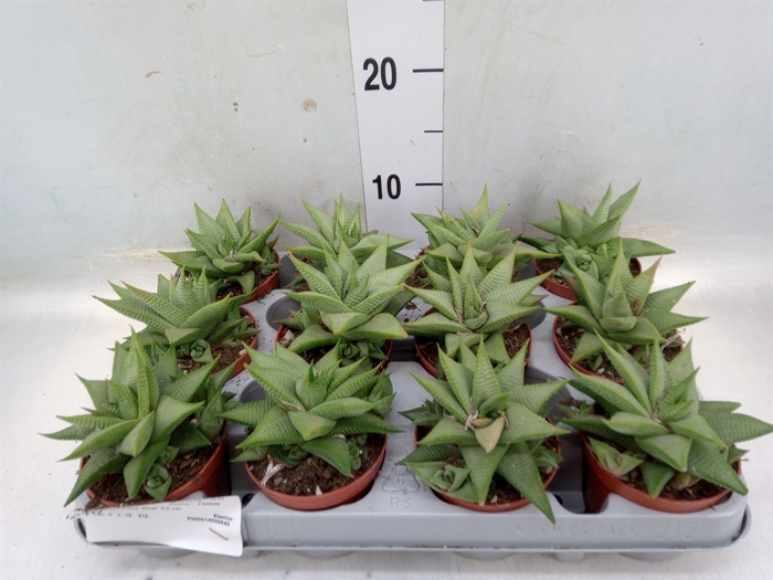 <h4>Haworthia limifolia 'Roux'</h4>