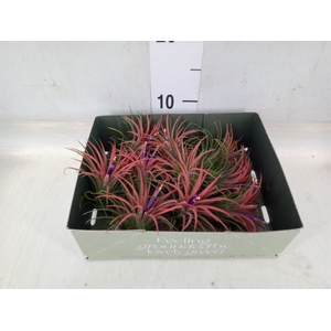 Tillandsia