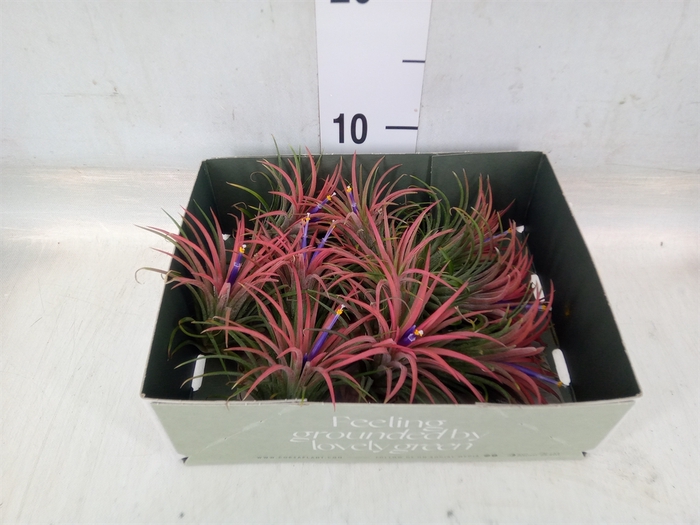 <h4>Tillandsia</h4>