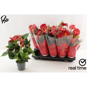 ANTHU AN SUCCESS RED