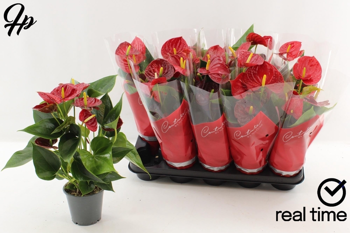 <h4>ANTHU AN SUCCESS RED</h4>