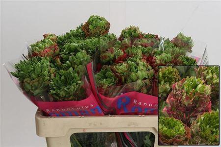 <h4>Ran Romance Ov Gr/or</h4>