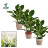 Spathiphyllum 17 cm Vivaldi in Jelle mand - Rich Love