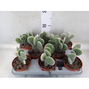 Opuntia microdasys 'Albispina'