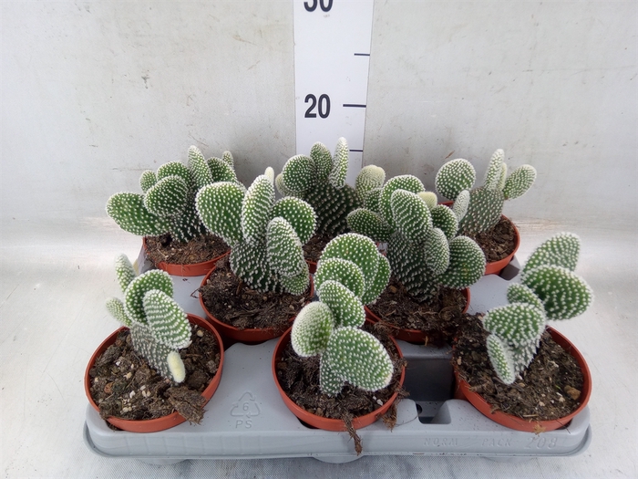 <h4>Opuntia microdasys 'Albispina'</h4>