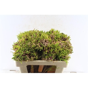 Kaaps Berz Strawberry