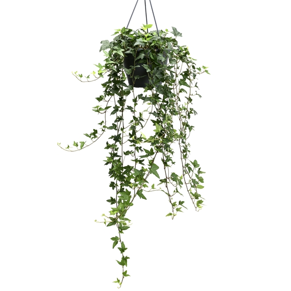 Shamrock 19cm