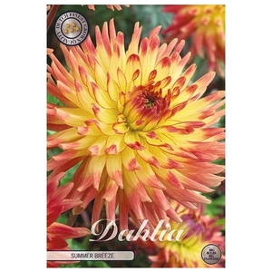 Dahlia Summer Breeze x1