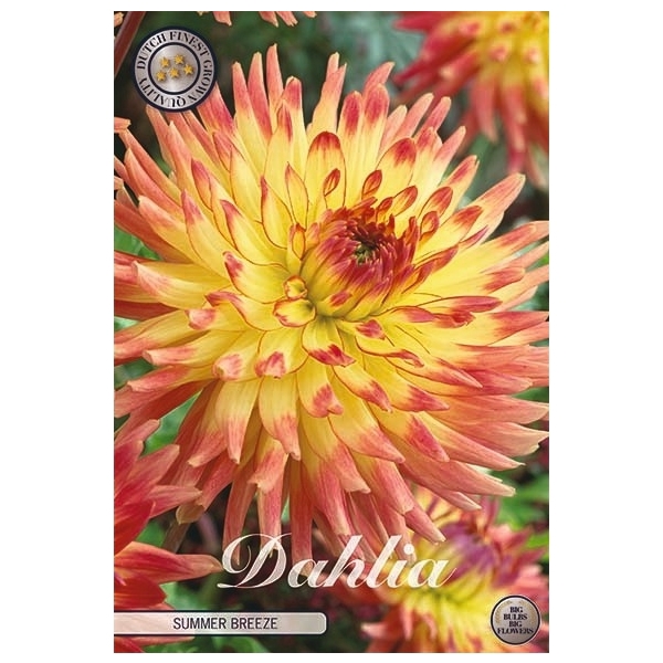 <h4>Dahlia Summer Breeze x1</h4>