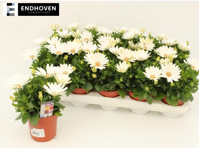 <h4>OSTEO SUNNY PINGO</h4>