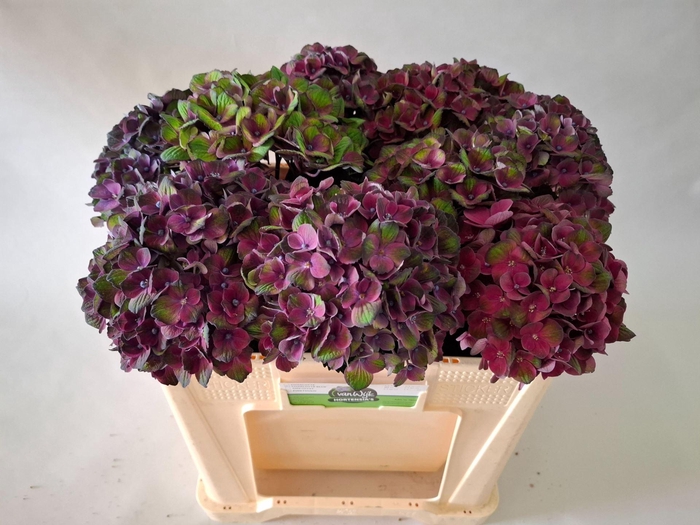 <h4>HORT MAGICAL CHARLOTTE BLUE</h4>