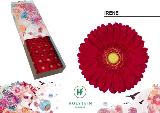 <h4>Gerbera Irene Doos</h4>