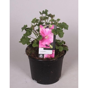 Lavatera 'Burgundy wine' 17 cm